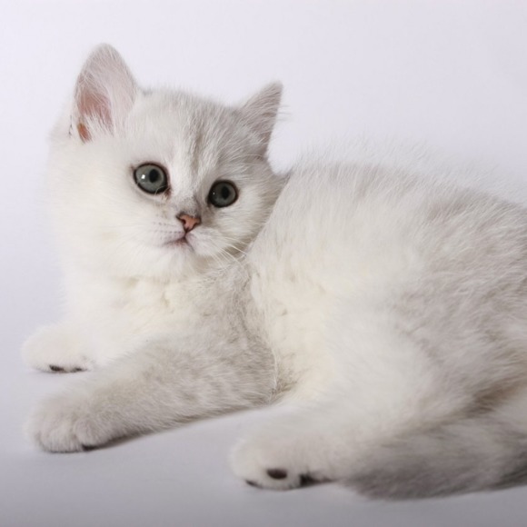 purrfectgoodies